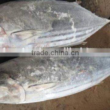 Sikpjack Tuna Meat/frozen Skipjack photo-2