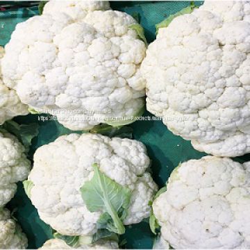 white cauliflower