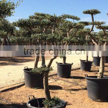Olive Tree - Olea Europaea Mini Pompon photo-1