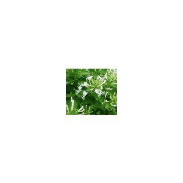 Sweetberry Honeysuckle Extract 100% natural extract