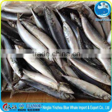 100-200g scomber mackerel