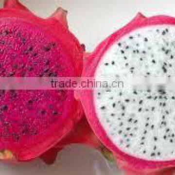 FRESH DRAGON FRUIT - HIGH QUALITY -LARGE QUANTITY -BEST PRICE