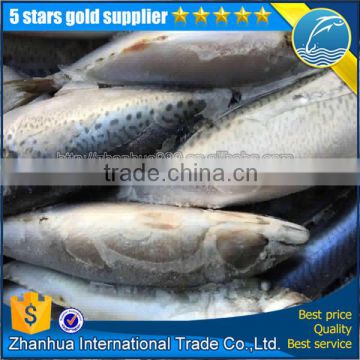 seafrozen pacific mackerel fish, can factory mackerel price