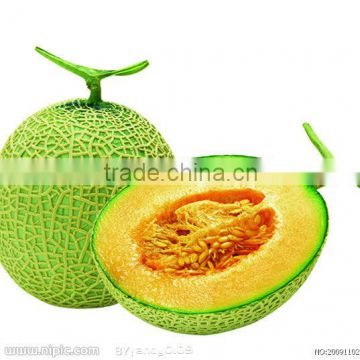 Hami Melon Flavor with low price and high quality