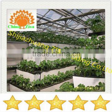 agricultural science vegetables soilless cultivation planting growing tray