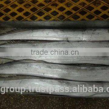 HOOK CAUGHT RIBBONFISH WHOLE ROUND