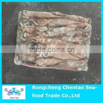 New product frozen squid for sale