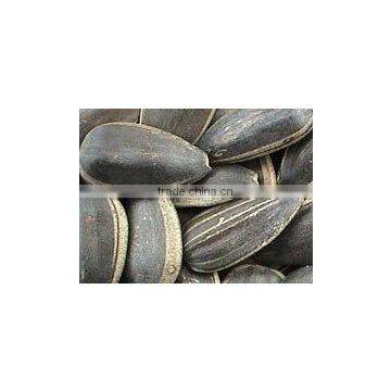 Black Sunflower Seeds photo-2