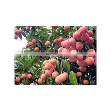 Price of Whole Sale Fresh Lychee From Vietnam photo-3