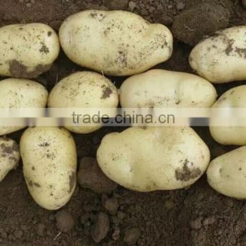 New crop vegetables fresh potatos best quality in China