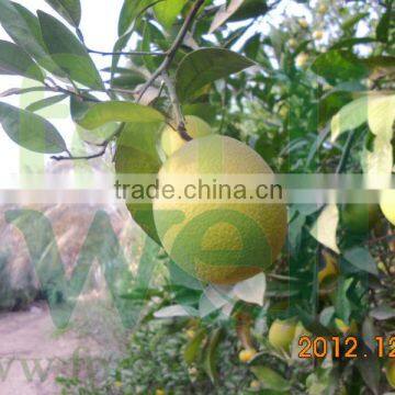 All Fresh Orange Types