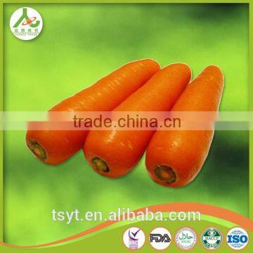 Health Food Fresh Carrot Crisp and Good Flavor Fresh Carrot Carrots photo-6