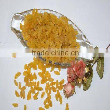 New Crops Natural Seedless Golden Raisins photo-4
