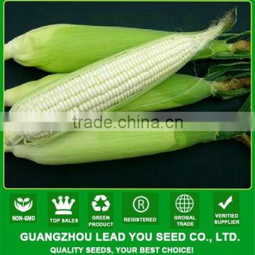 MCO02 Keba high yield hybrid white waxy corn seeds, glutinous corn seeds