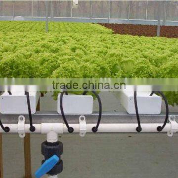 Agricultural hydroponic lettuce cultivation greenhouse