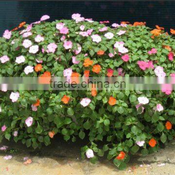 SOL 2015 GOOD DESIGN Box Planter Self-watering Plant Container Compost Bins photo-5