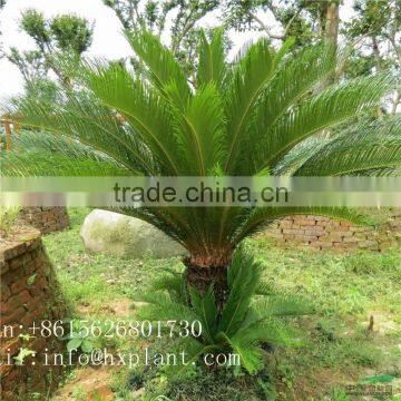 Artificial Cycas Revoluta Sago Cycas for Jurassic Period Dinosaur Hall
