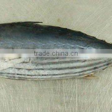 Skipjack Tuna