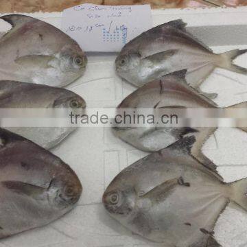 Forzen Silver Pomfret/ Seafish/ Pomfret/ Farm Black Pomfret/ Caught Black Pomfret photo-2