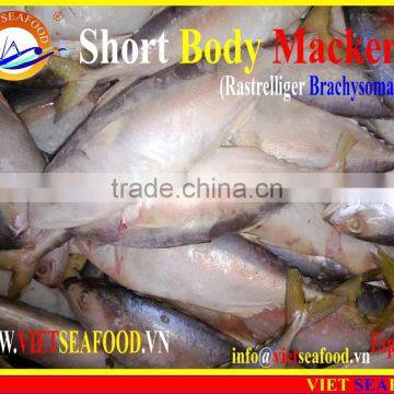 FROZEN SHORT BODY MACKEREL W/R photo-2
