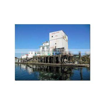 Atlantic Lobster - Live photo-3