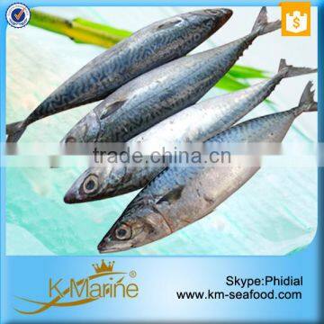 Frozen Live Fish Horse Mackerel photo-3