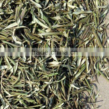 2016 New Dried Olive Leaf photo-2