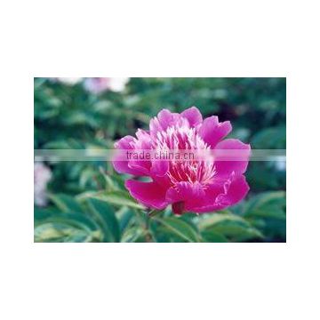 Herbaceous Peony Plant Root