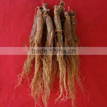 High Premium Panax Ginseng, Natural Red Ginseng roots