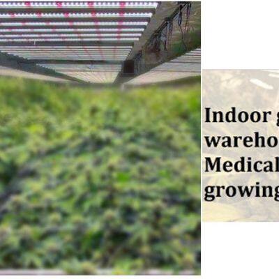 Indoor Growing Newest IP65 Led Grow Light 600w 800w 1000w 0-10v Daisy-chain for Indoor Grow Room Greenhouse Medical Plants Veg Flower Harvest photo-5