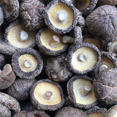 Lentinula edodes