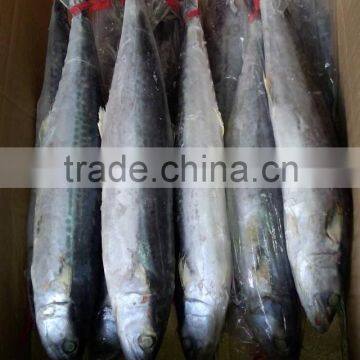 NEW COMING FROZEN SPANISH MACKEREL photo-4