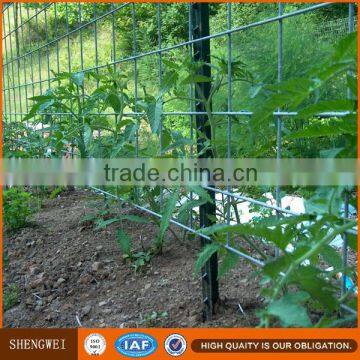 Green Paint Steel Studded t Post for USA Market photo-4
