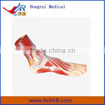 Human Foot Anatomy Model Price