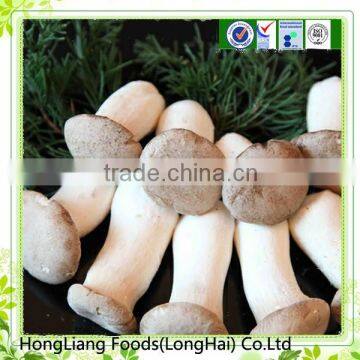 2014 new crop fresh Pleurotus Eryngii