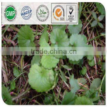 High Quality Gotu Kola Extract/40% Asiaticoside