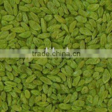 import new fresh big green raisin with high quality and the best price