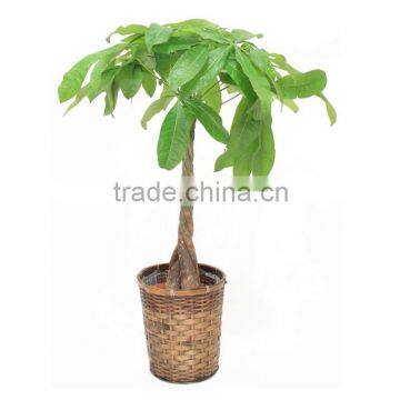 Pachira macrocarpa outdoor tree manufacture