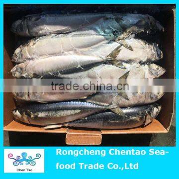 New Arrived BQF Pacific Mackerel 300/500g