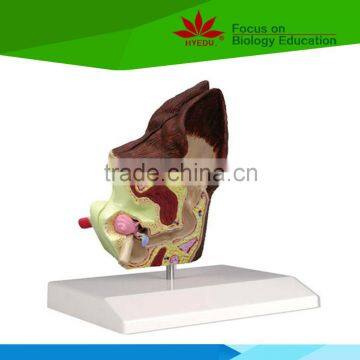 Hot Sale School Use Dog Ear Anatomy Model for Vet photo-4