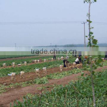 Fresh Farm Holland Potato 8kg Mesh Bag Packing photo-2