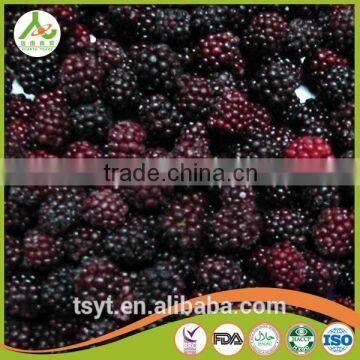 bulk Frozen iqf Blackberry