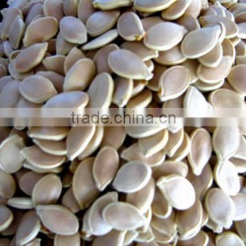 Top High Quality Multiple Extract Ratio-Pumpkin Seed Extract---pumpkin seed oil making machine From SinoBNP