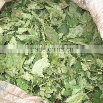 Dried currant leaves