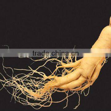 High Quality Manufacturer Ginseng Root Extract