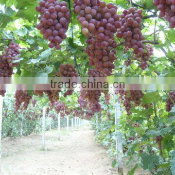 Grape Seed Extract photo-3