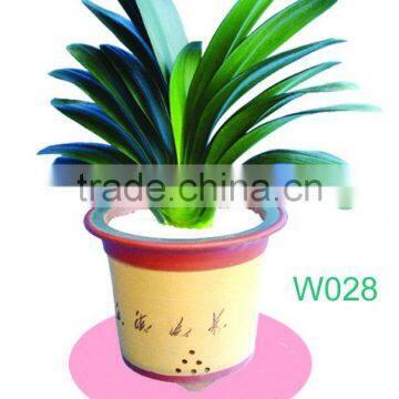 Clivia Miniata