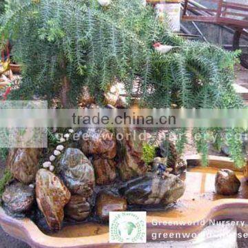 araucaria heterophylla rock shape bonsai