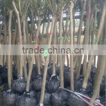 Lagerstroemia Indica D7cm Trunk Height 1.8m