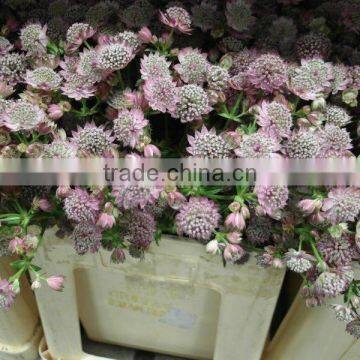 Astrantia photo-3